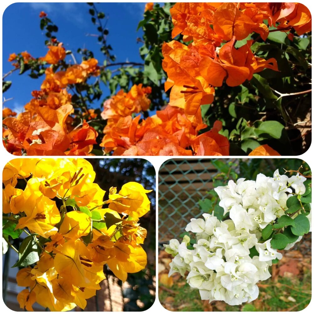 cores da buganvília