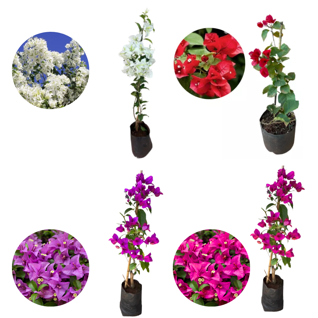 primavera pendente cores