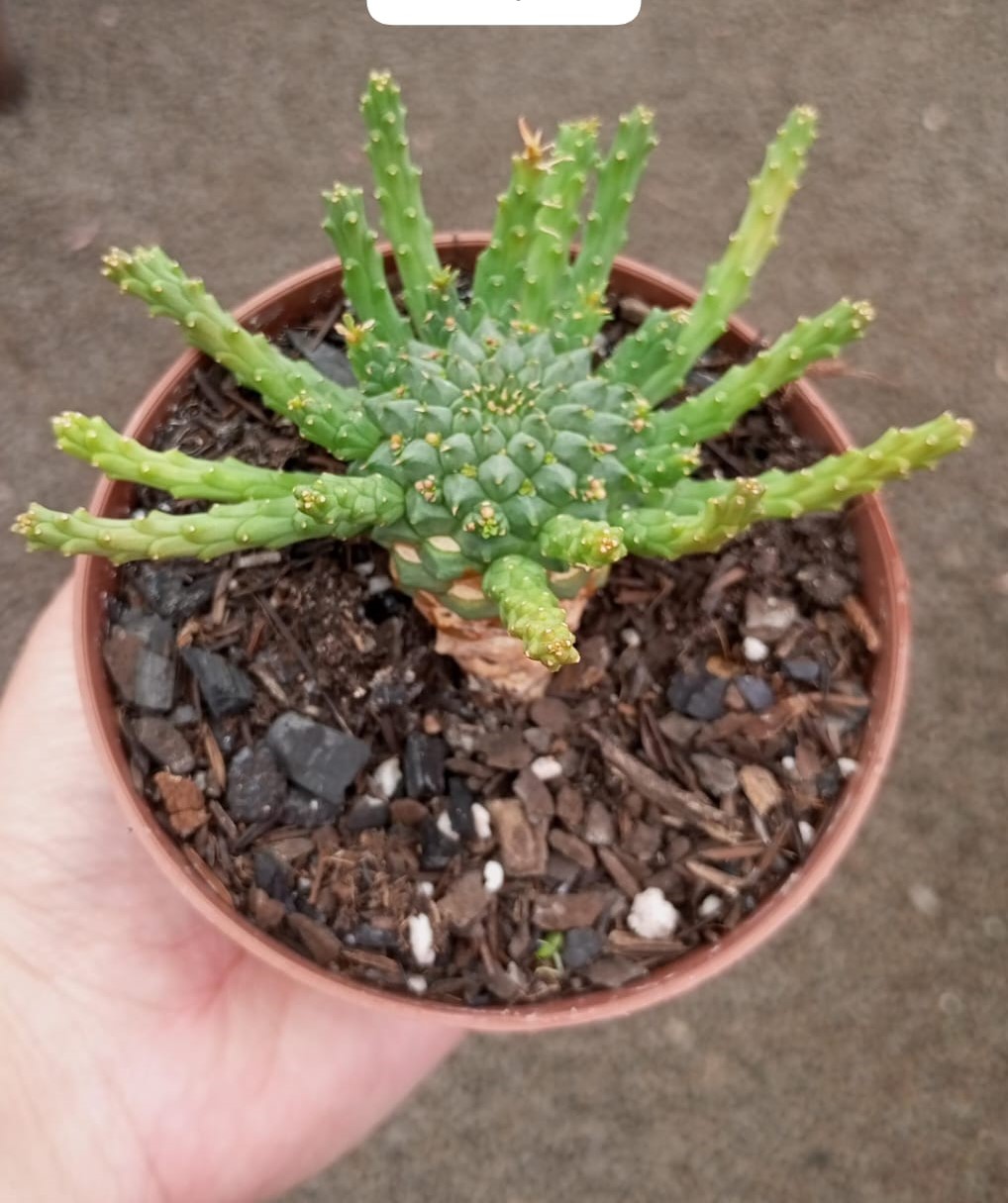euphorbia caput-medusae cultivo