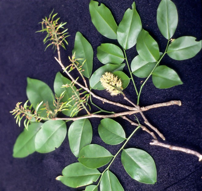 cultivo cabreúva
