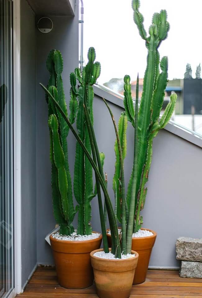 cacto grande para decoração