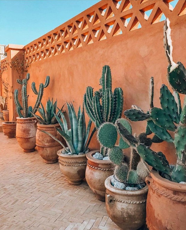 melhores cactos grandes para decorar sua casa