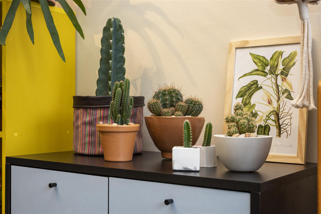 cacto grande para decoração
