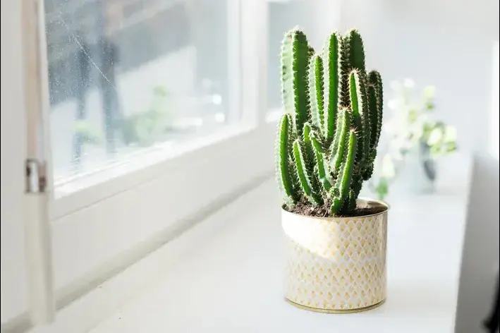 cacto mandacaru vs euphorbia trigona qual escolher