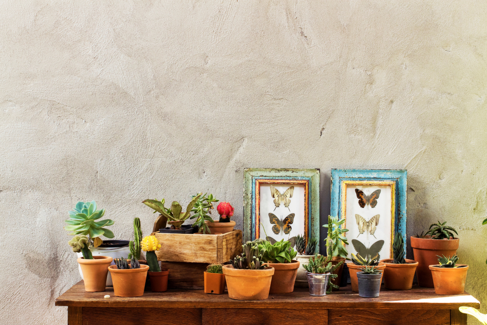 melhores cactos grandes para decorar sua casa
