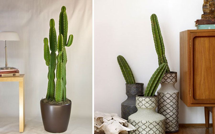 cacto mandacaru vs euphorbia trigona qual escolher