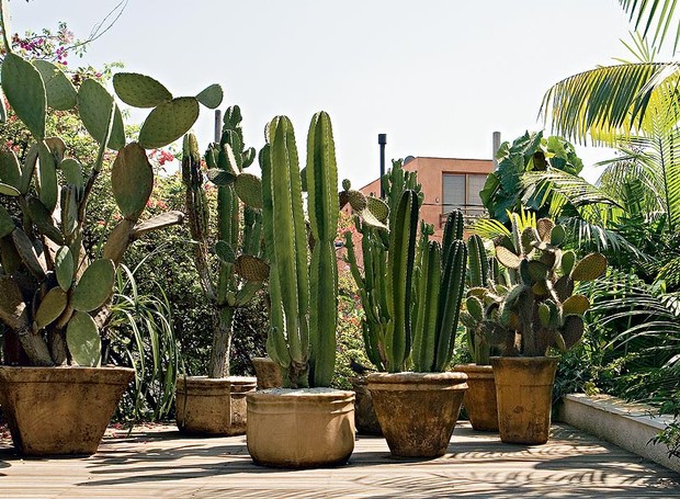 cacto mandacaru vs euphorbia trigona qual escolher