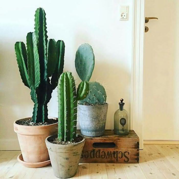 como posicionar cacto castelo de fada em sala pequena