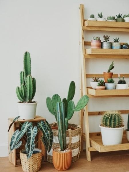 melhores cactos grandes para decorar sua casa