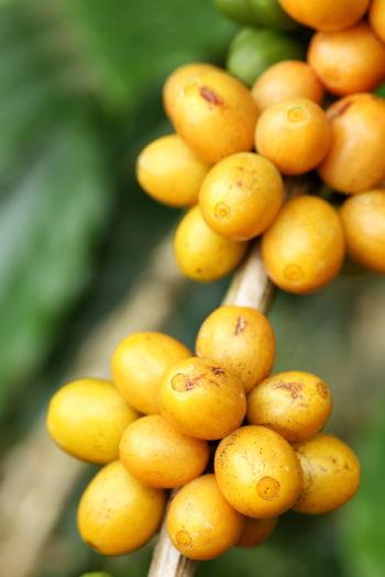 Receitas Criativas com Café Bourbon Amarelo: Além da Xícara