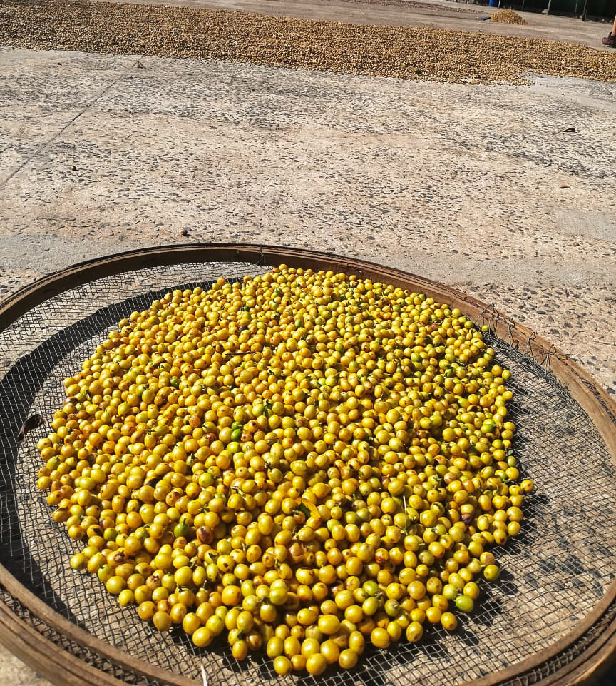 café bourbon amarelo