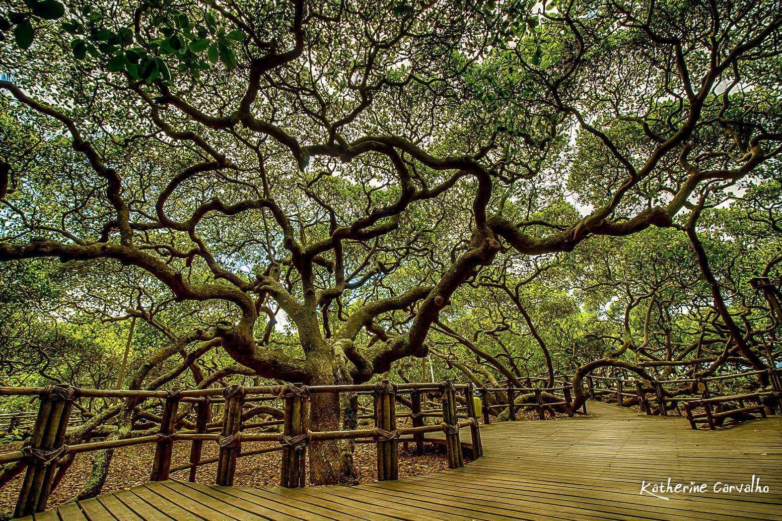 maior cajueiro do mundo