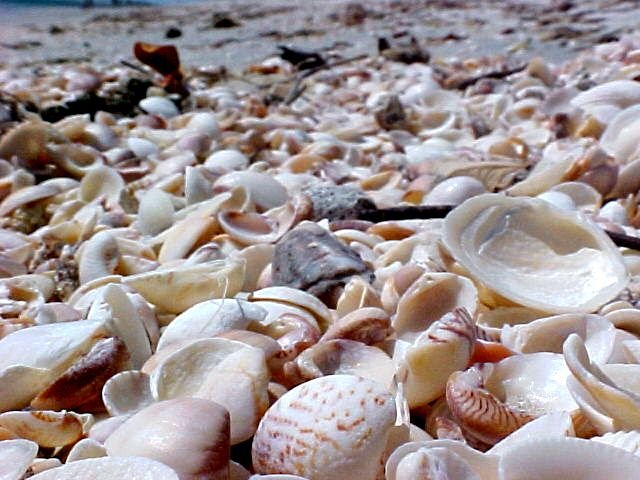 Guia completo de calcário de conchas para avicultura