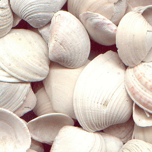 Como o calcário de conchas melhora a saúde óssea em animais