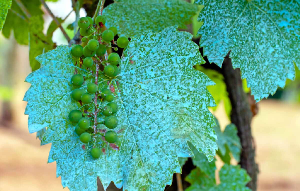 erros comuns ao aplicar calda bordalesa