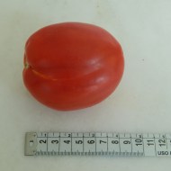 calorias de um tomate médio