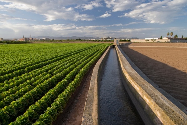 Os melhores vegetais para cultivar em pequenos espaços