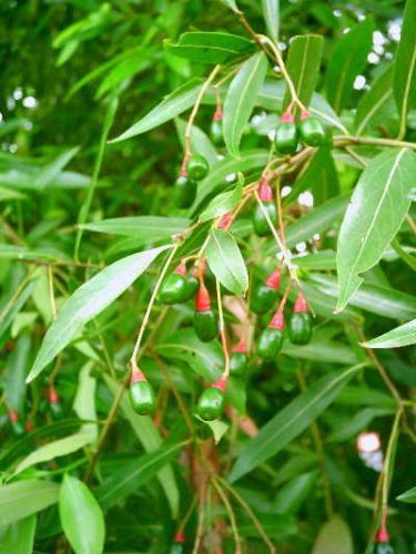 Nectandra megapotamica para calçada