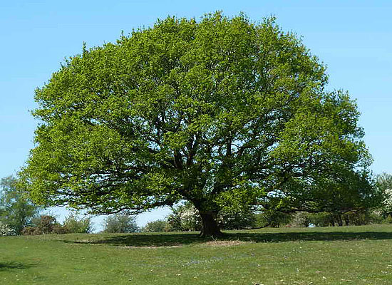 Quercus alba