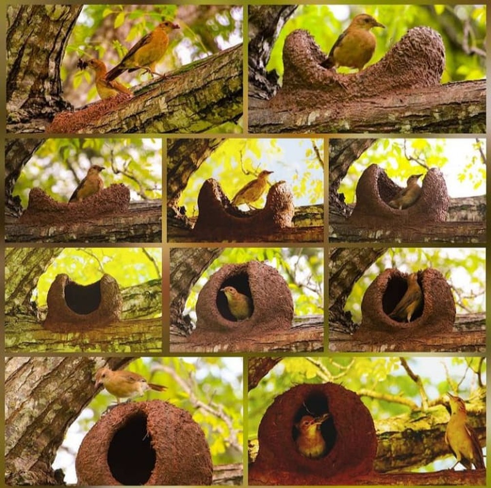 Casa de joão-de-barro em árvore