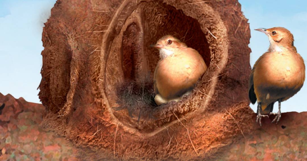 inspiração casa de joão de barro em árvore