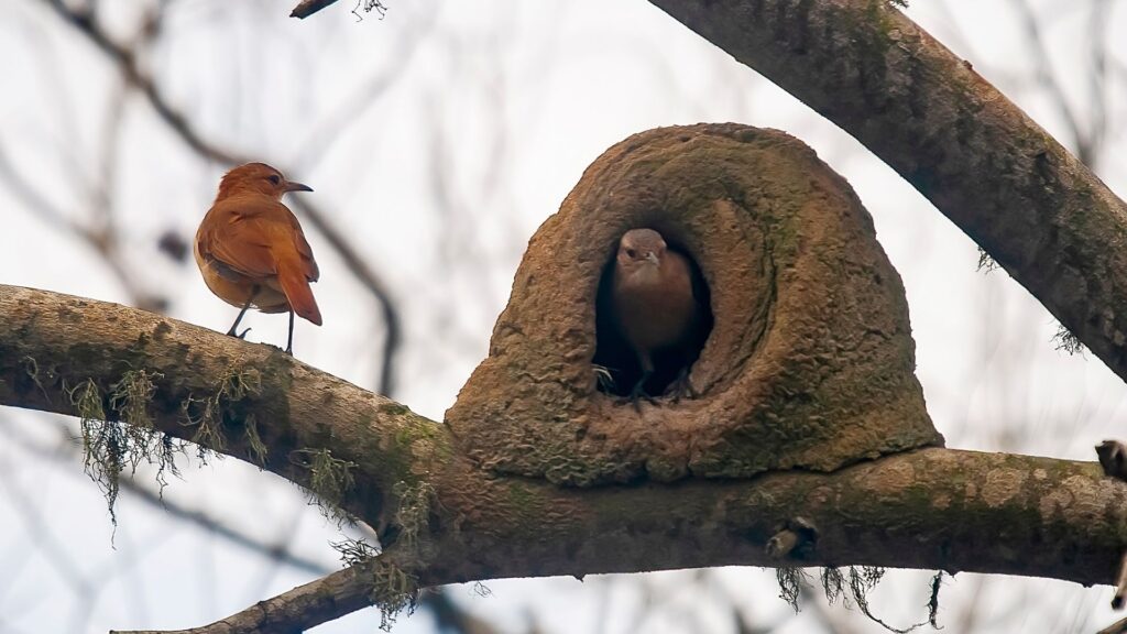 custo tempo construção ninho joão de barro