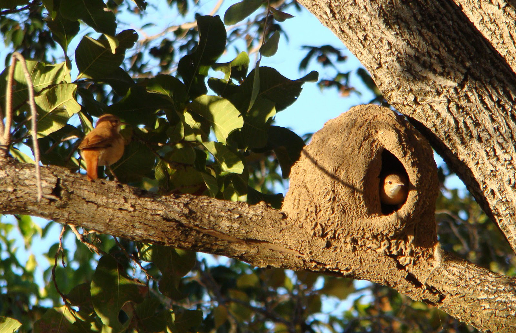 como joão de barro escolhe local para ninho