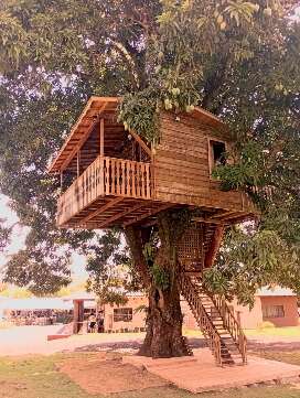 erros comuns ao observar ninho de joão de barro