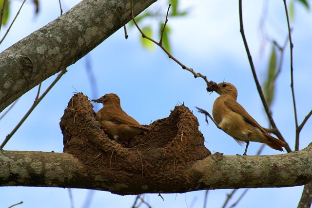 casa de joão de barro vs ninho de sabiá