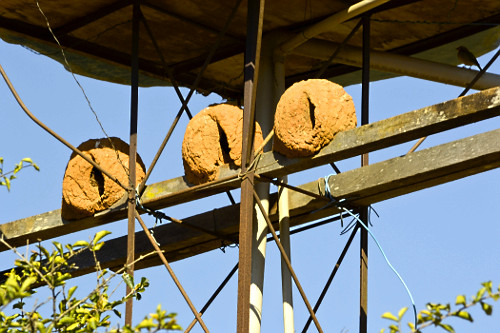 como joão de barro escolhe local para ninho
