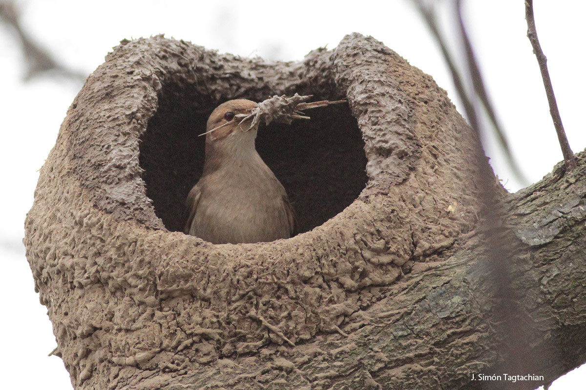 inspiração casa de joão de barro em árvore