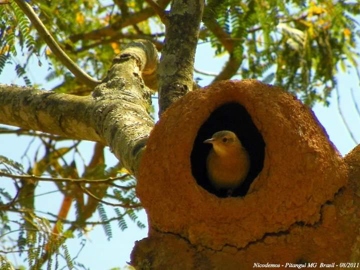 casa de joão de barro vs ninho de sabiá
