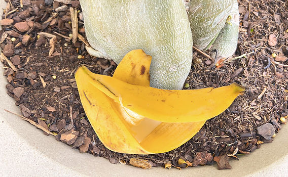 chá de casca de banana para plantas