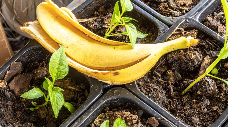 como fazer adubo com casca de banana