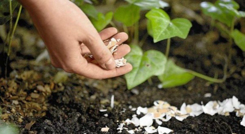 Erros Comuns ao Usar Casca de Ovo como Adubo e Como Evitá-los