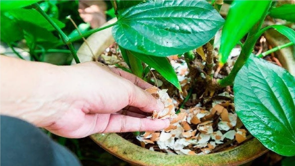 casca de ovo é bom para arvores