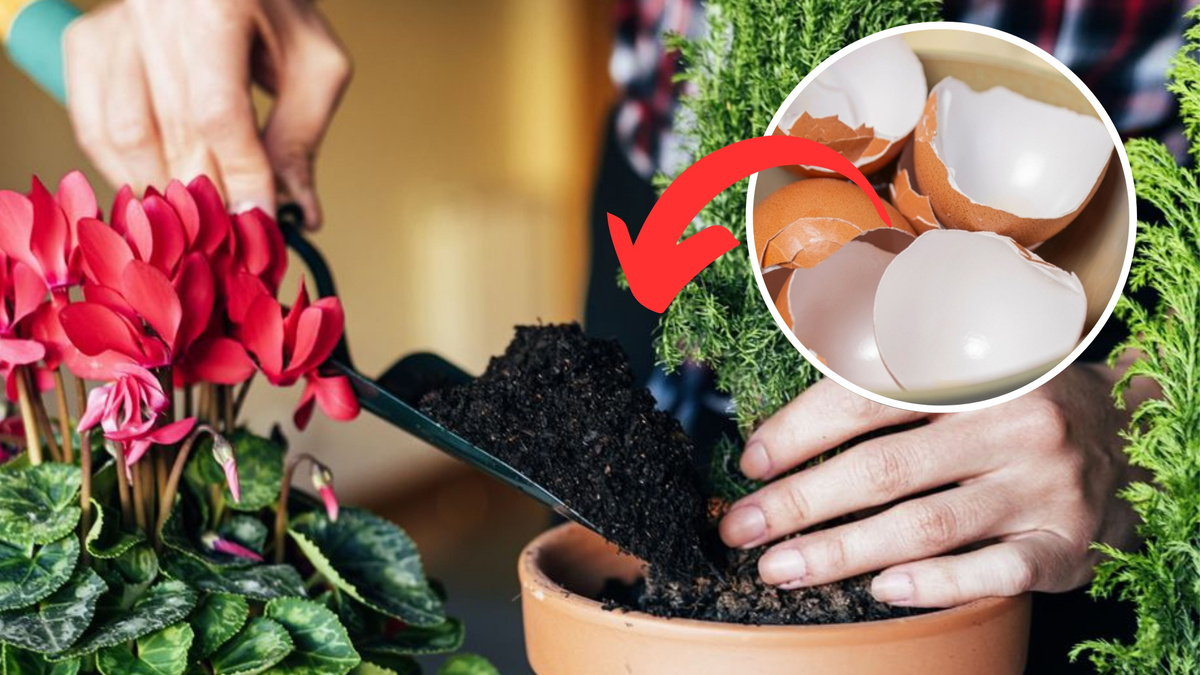 Guia Completo: Como Fazer e Usar Pó de Casca de Ovo nas Suas Plantas