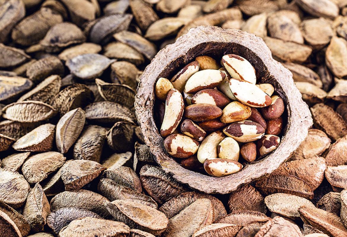 castanha do pará benefícios