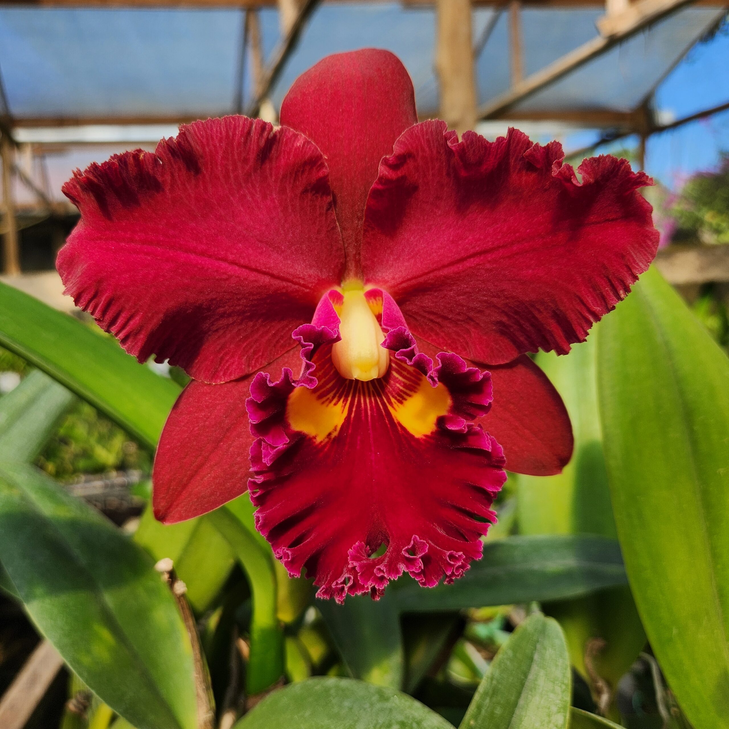 Cattleya trianae