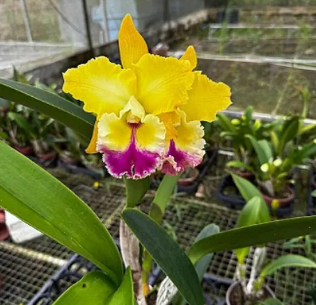 Cattleya walkeriana