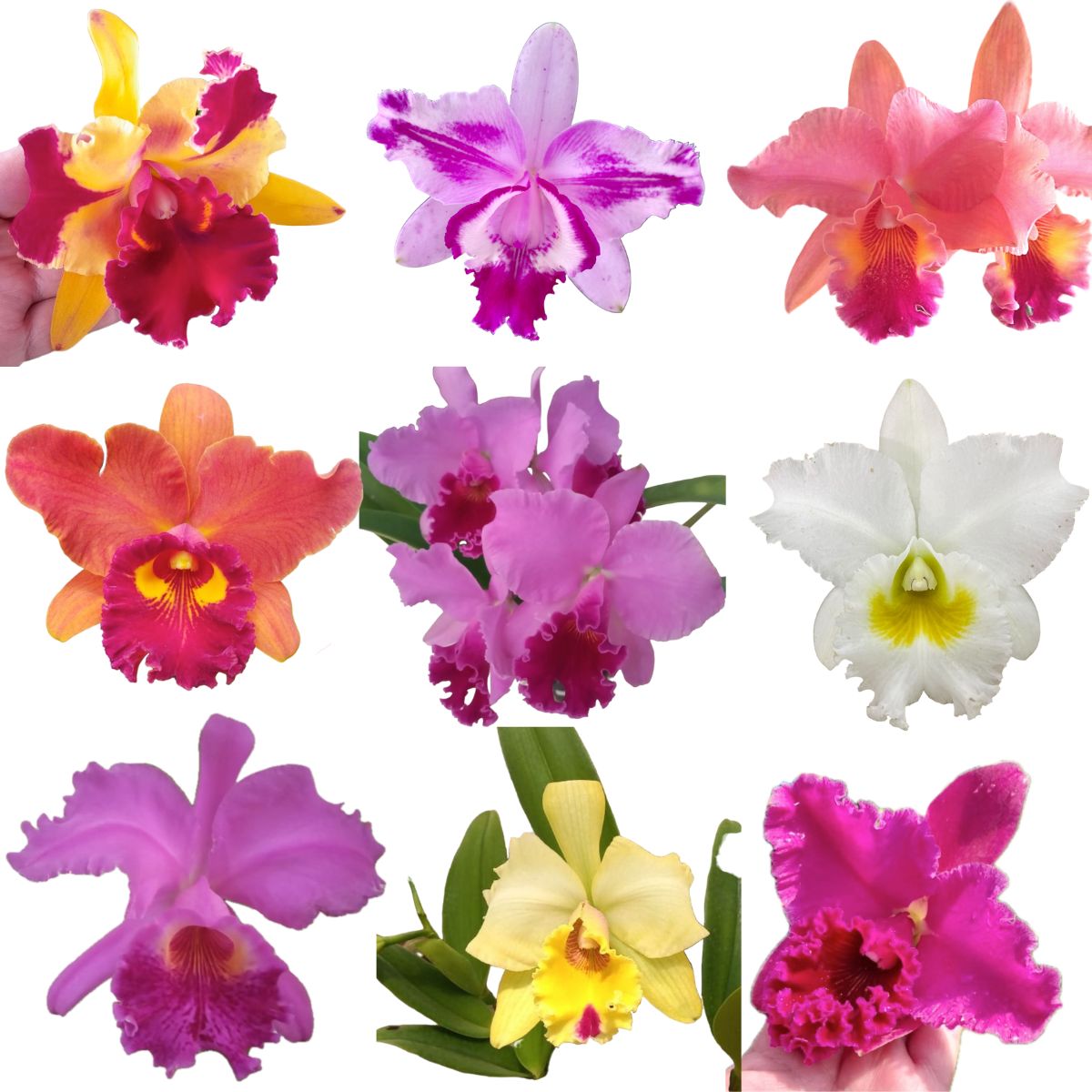 Cattleya labiata