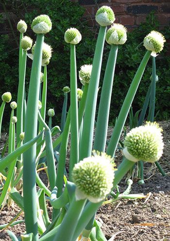 Cultivo de cebolinha para iniciantes