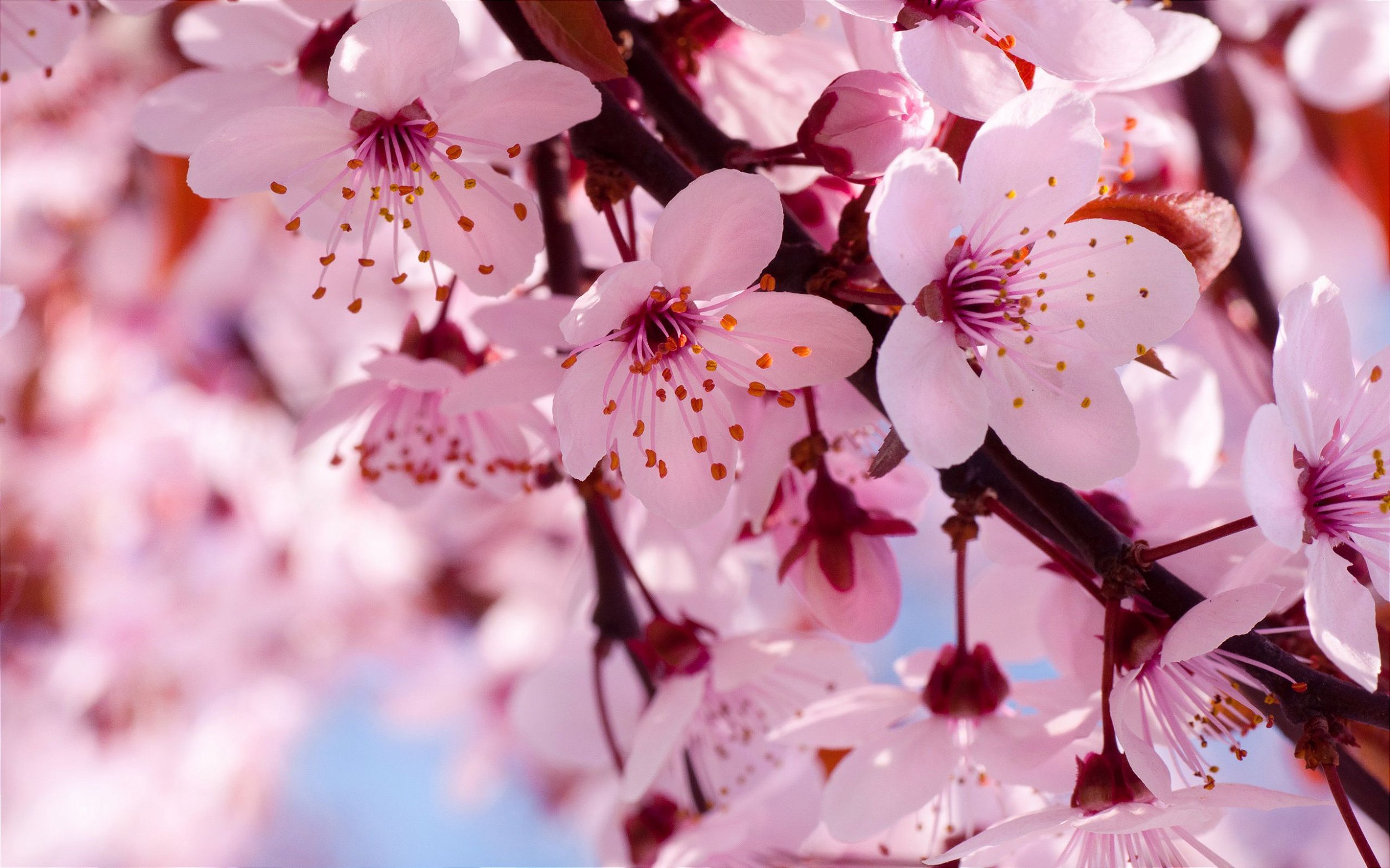 Sakura significado