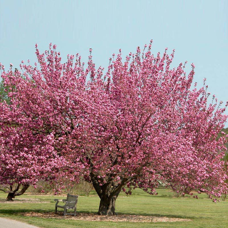 Prunus serrulata cuidados