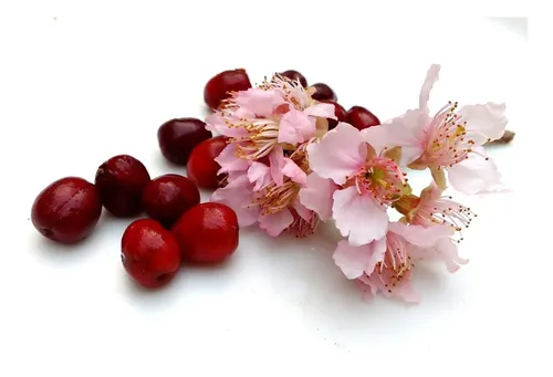Flor de cerejeira época