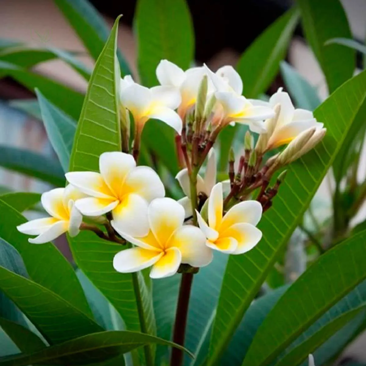 5 Benefícios do Chá de Agoniada para a Saúde Feminina