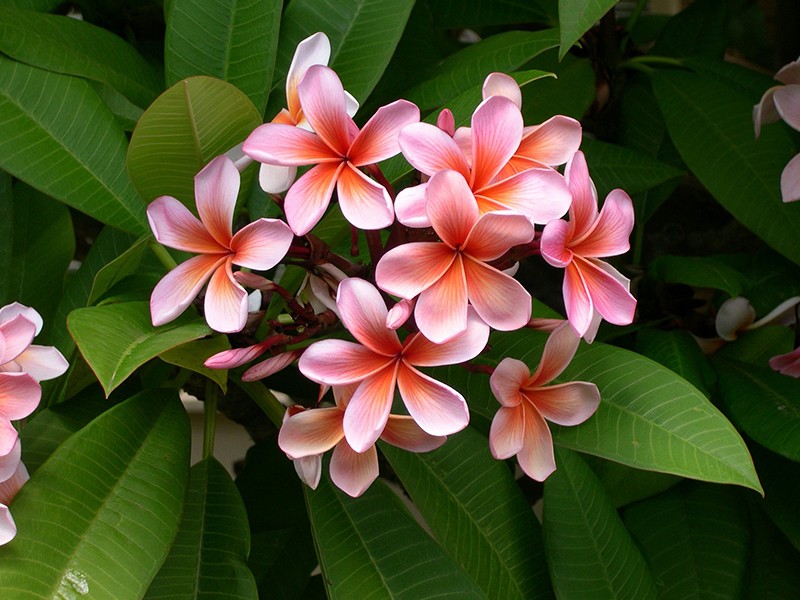 Agoniada: Alívio Natural para Cólicas Menstruais e TPM