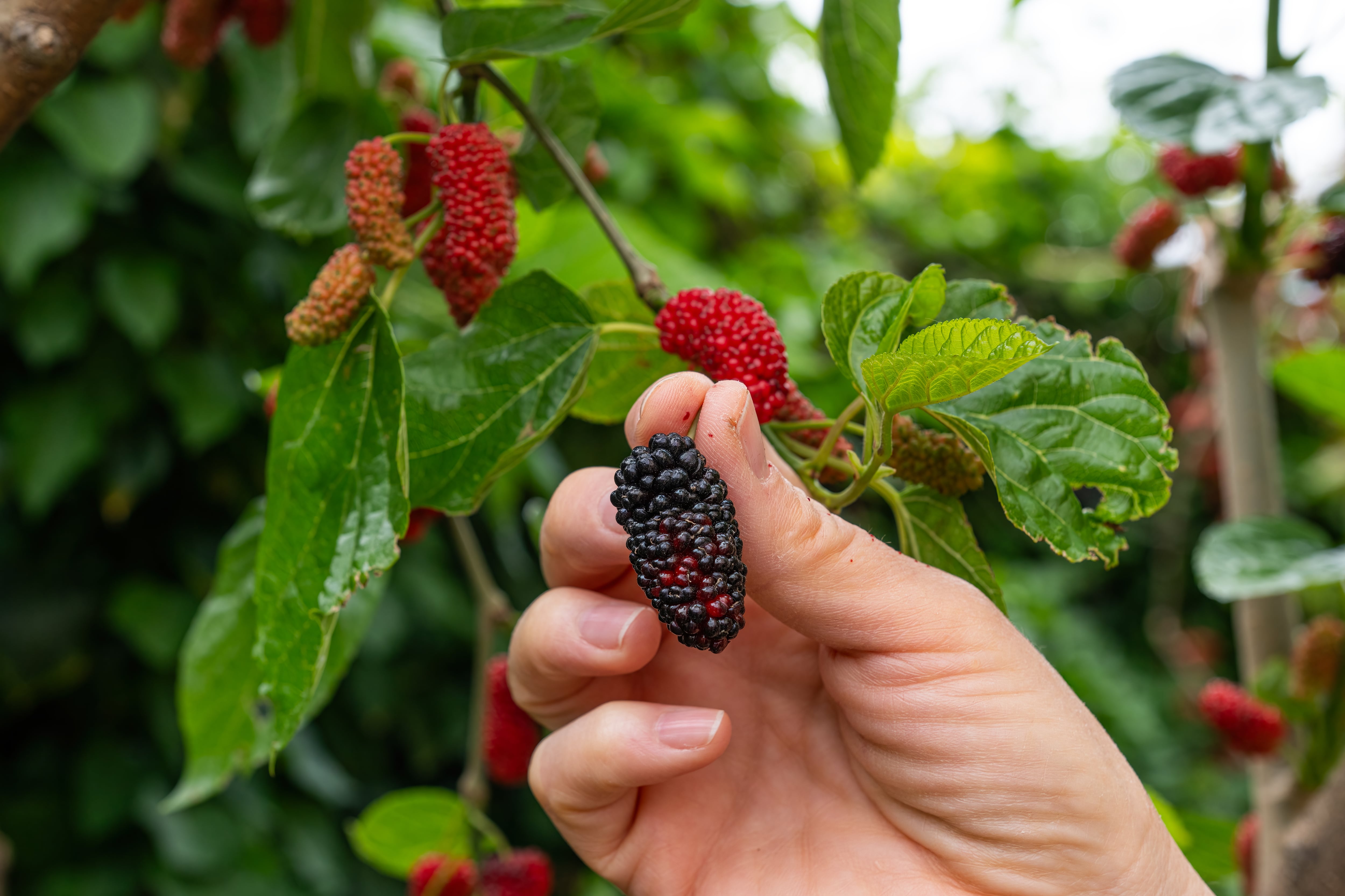 Efeitos Colaterais e Contraindicações do Chá de Amora: O Que Você Precisa Saber