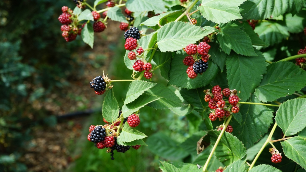 Os Perigos Ocultos: Quem Não Deve Consumir Chá de Amora?
