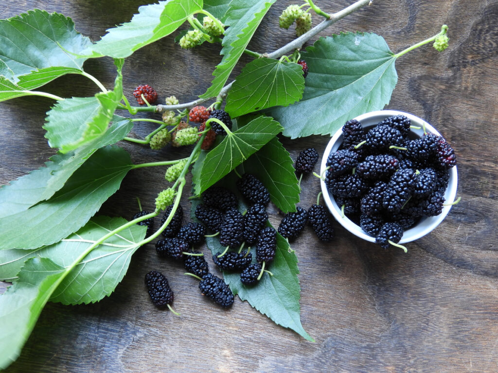 Guia Completo: Como o Chá de Amora Auxilia no Controle da Diabetes